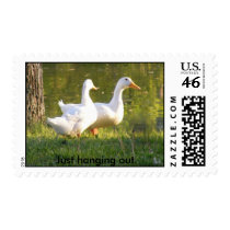 426, Just hanging out. Postage
