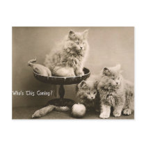 44 Pets postcards