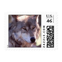 45-Cent Wolf Stamp
