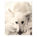 $49.75 Nice and Cozy Print Dog Pet White Sepia print