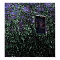 $49.75 Purple Window Print print