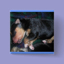 4 day old puppy button buttons