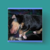 4 day old puppy button