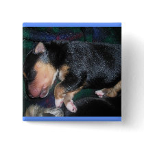 4 day old puppy button