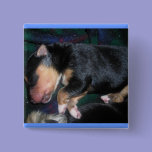 4 day old puppy button