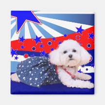 4 de julio - Bichon Frise - Mia Imán De Frigorífico
