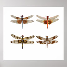 4 Dragonfly Studies in Watercolor Posters