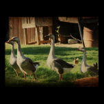 4 Geese posters