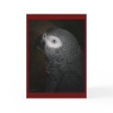 4-GREY PARROT cards