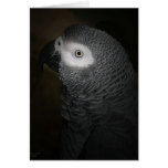 4-GREY PARROT cards