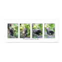 4 Images of a Gorilla posters