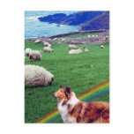4.  Ireland Coast,  Collie & Flock of Sheep #2 postcards