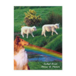 4.  Ireland Stream with Collie and Sheep Post Card
