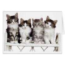 4 kittens on a bench cards