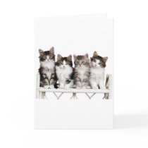 4 kittens on a bench cards
