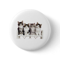 4 kittiens on a bench buttons