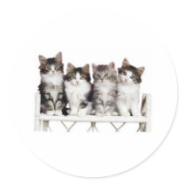 4 kittiens on a bench stickers