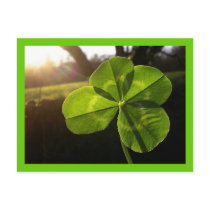 4 Leaf Clover Postcard