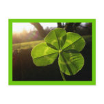 4 Leaf Clover Postcard