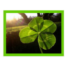 4 Leaf Clover Postcard