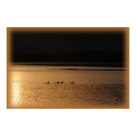 4 loons posters by jimmysam 4 loons posters