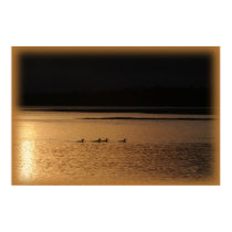 4 loons posters