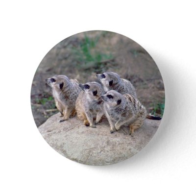 4 Meerkats Looking Left Button by buffaloworks