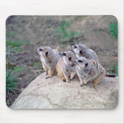4 Meerkats Looking Left Mousepad by buffaloworks
