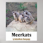 4 Meerkats Looking Left Poster