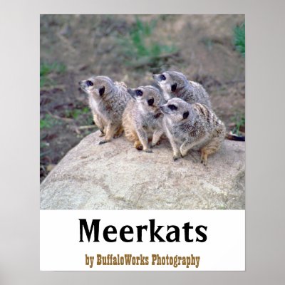 4 Meerkats Looking Left Poster by buffaloworks