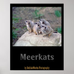 4 Meerkats Looking Left Poster
