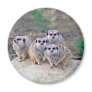 4 Meerkats Peering Magnet