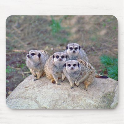 4 Meerkats Peering Mousepad by buffaloworks