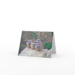 4 Meerkats Peering Note Cards