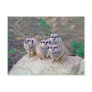 4 Meerkats Peering Postcard