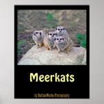 4 Meerkats Peering Poster