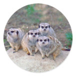 4 Meerkats Peering Stickers