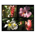 4 Tropical Flowers 4 Enchantment Poster Prints by naturalilly 4 Tropical Flowers 4 Enchantment Poster Prints
