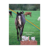 4.  Westie Puppies & Scenic Ireland Pasture Postcards
