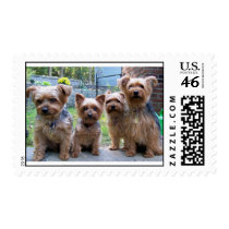 4 Yorkies Stamp stamps