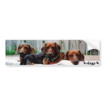 4dogs4, 4-dogs-4 bumper sticker