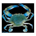 4ft. BlueCrab Poster