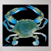 4ft. BlueCrab Poster posters