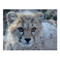 4x6 cheetah postcards