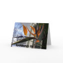 542f, THINKING OF YOU. cards by cc1234 542f, THINKING OF YOU. cards