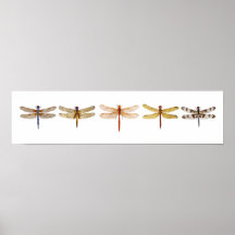 5 Dragonflies Print