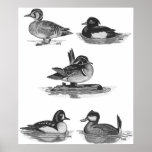 5 Duck Collage GWN Print