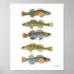 5 Freshwater Darters Poster