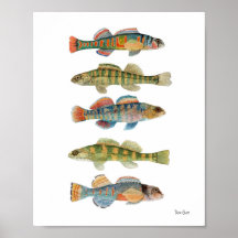5 Freshwater Darters Poster
