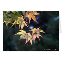 5 Maple Cards